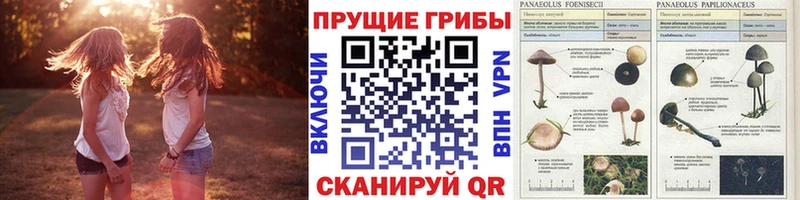 Галлюциногенные грибы Psilocybe  Новошахтинск 